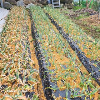 맹태임님의 기타작물 · 영농일지 작성글 사진