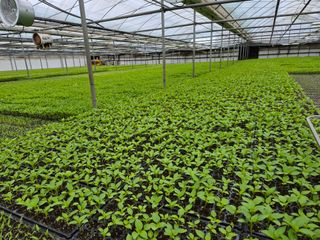 청운농원육묘장님의 기타작물 · 영농일지 작성글 사진