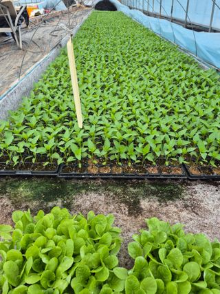 신태상님의 기타작물 · 영농일지 작성글 사진