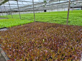 청운농원육묘장님의 기타작물 · 영농일지 작성글 사진