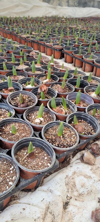 원스피릿팜님의 기타작물 · 영농일지 작성글 사진