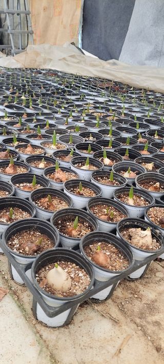 원스피릿팜님의 기타작물 · 영농일지 작성글 사진