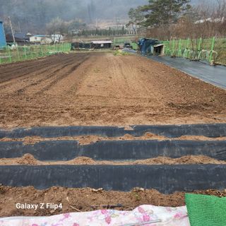 맹태임님의 기타작물 · 영농일지 작성글 사진