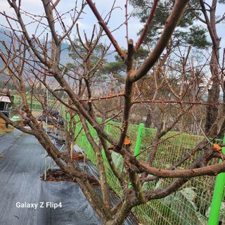 맹태임님의 기타작물 · 영농일지 작성글 사진