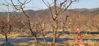 엄성열님의 기타작물 · 영농일지 작성글 사진