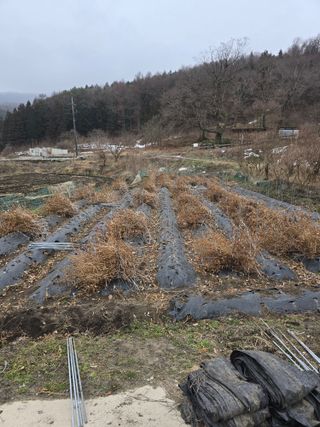 김대기님의 기타작물 · 영농일지 작성글 사진
