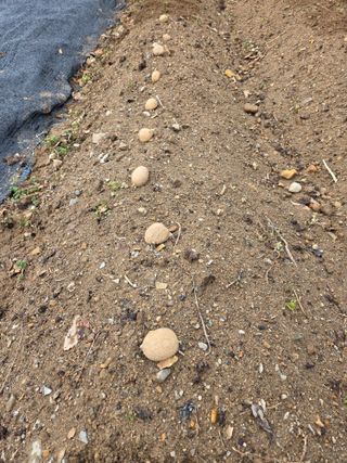 용담님의 기타작물 · 영농일지 작성글 사진