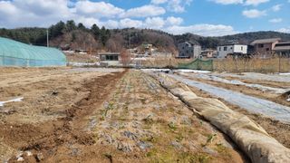 김윤회님의 마늘 · 영농일지 작성글 사진