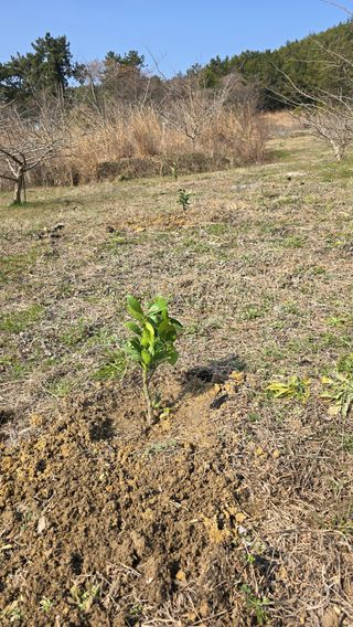 강성욱님의 기타작물 · 영농일지 작성글 사진