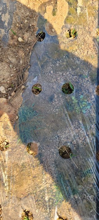 김정은님의 마늘 · 영농일지 작성글 사진