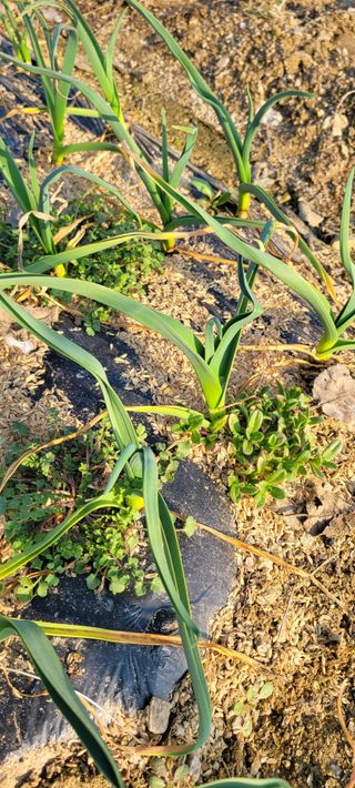 살구15128님의 기타작물 · 영농일지 작성글 사진