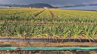 서정욱님의 마늘 · 영농일지 작성글 사진