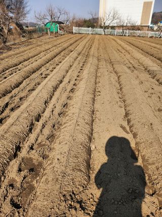 김연숙님의 감자 · 영농일지 작성글 사진