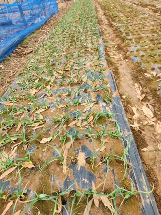 벽창호(죽동농부)님의 블루베리 · 영농일지 작성글 사진