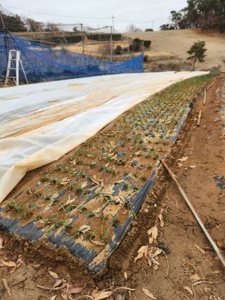 벽창호(죽동농부)님의 블루베리 · 영농일지 작성글 사진