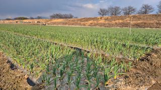 서정욱님의 마늘 · 영농일지 작성글 사진