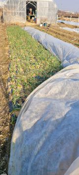 팜모닝 기타작물·영농일지 게시글 이미지