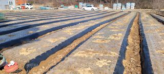 김정은님의 마늘 · 영농일지 작성글 사진