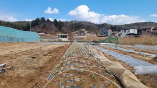 김윤회님의 마늘 · 영농일지 작성글 사진