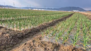 서정욱님의 마늘 · 영농일지 작성글 사진