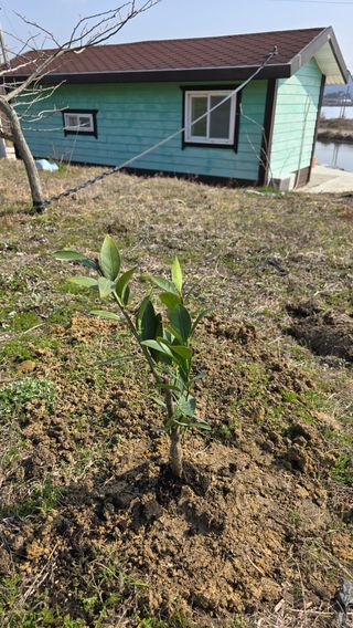 강성욱님의 기타작물 · 영농일지 작성글 사진