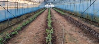 김종영_군산솔라팜님의 토마토 · 영농일지 작성글 사진