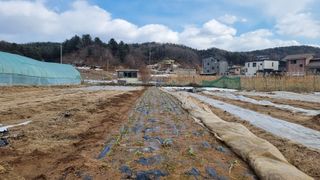 김윤회님의 마늘 · 영농일지 작성글 사진