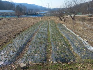 김학수님의 마늘 · 영농일지 작성글 사진