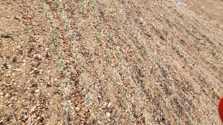 괴동조합장님의 기타작물 · 영농일지 작성글 사진