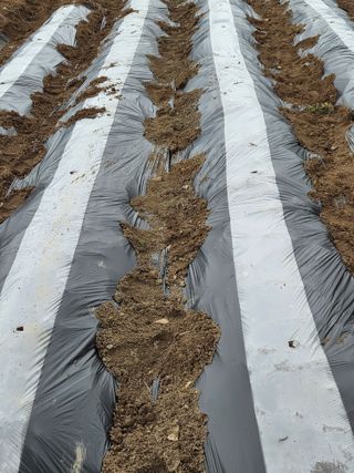 용담님의 기타작물 · 영농일지 작성글 사진