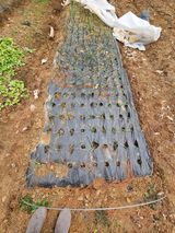 팜모닝 기타작물·영농일지 게시글 이미지