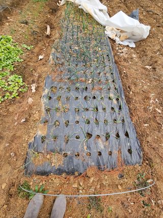 서유진님의 기타작물 · 영농일지 작성글 사진