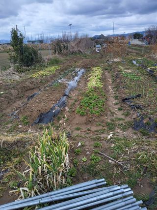 식만동 복합영농님의 기타작물 · 영농일지 작성글 사진