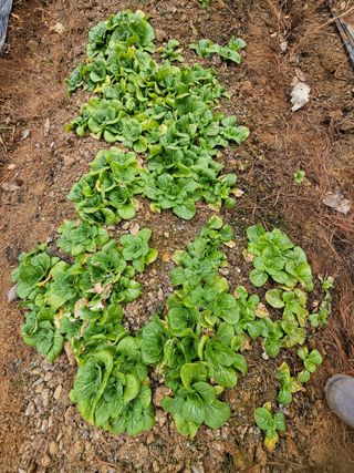 서유진님의 기타작물 · 영농일지 작성글 사진