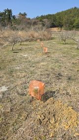 팜모닝 기타작물·영농일지 게시글 이미지