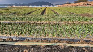 서정욱님의 마늘 · 영농일지 작성글 사진