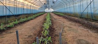 김종영_군산솔라팜님의 토마토 · 영농일지 작성글 사진