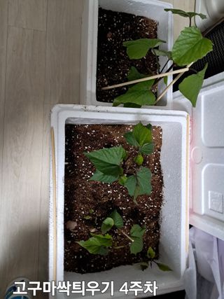 kh글로벌님의 기타작물 · 영농일지 작성글 사진