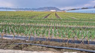 서정욱님의 마늘 · 영농일지 작성글 사진