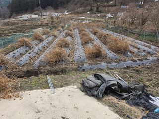 김대기님의 기타작물 · 영농일지 작성글 사진