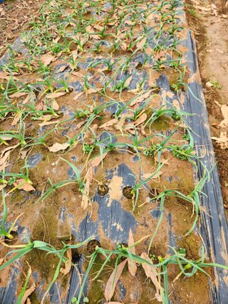 벽창호(죽동농부)님의 블루베리 · 영농일지 작성글 사진