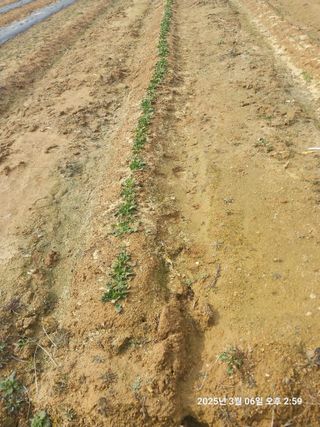 성주 농업인님의 마늘 · 영농일지 작성글 사진