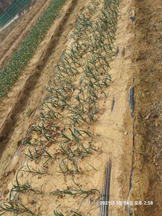 성주 농업인님의 마늘 · 영농일지 작성글 사진