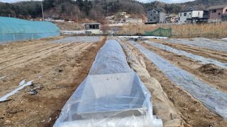 김윤회님의 마늘 · 영농일지 작성글 사진