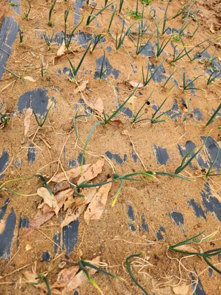 벽창호(죽동농부)님의 블루베리 · 영농일지 작성글 사진