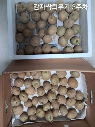 kh글로벌님의 기타작물 · 영농일지 작성글 사진