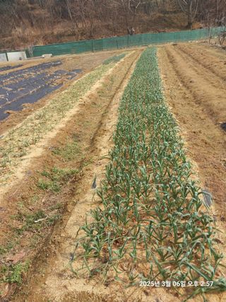 성주 농업인님의 마늘 · 영농일지 작성글 사진