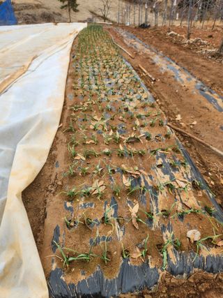 벽창호(죽동농부)님의 블루베리 · 영농일지 작성글 사진