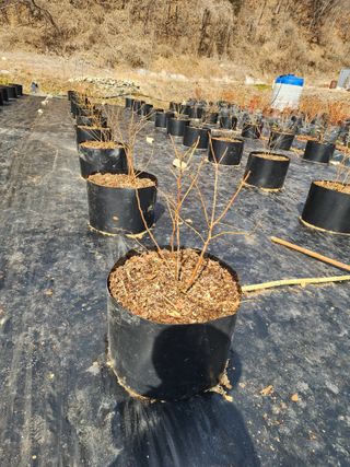 밀양달콤팜님의 기타작물 · 영농일지 작성글 사진