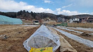 김윤회님의 마늘 · 영농일지 작성글 사진